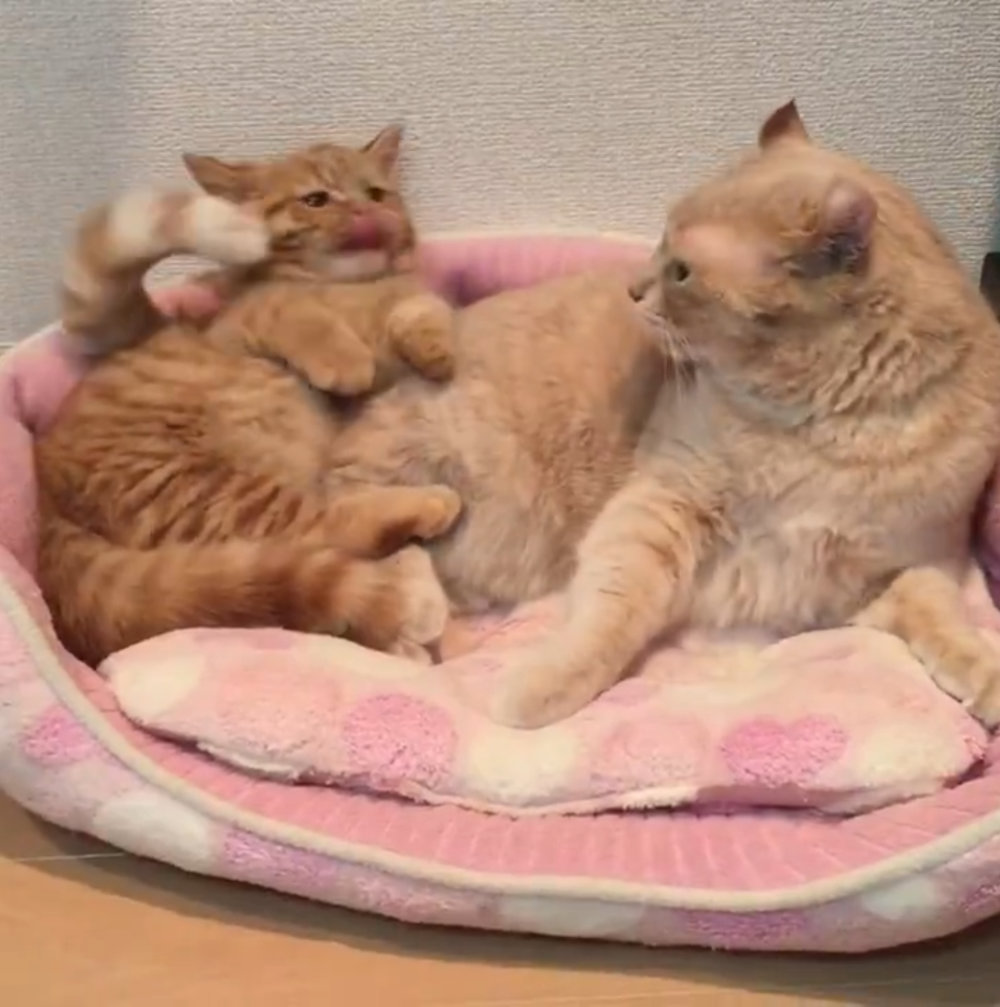 びっくりした表情とおててがかわいい！