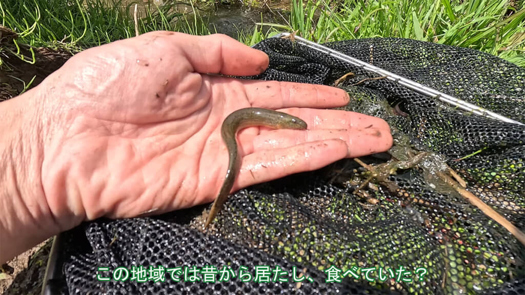 貴重な福岡県産ドジョウの姿が