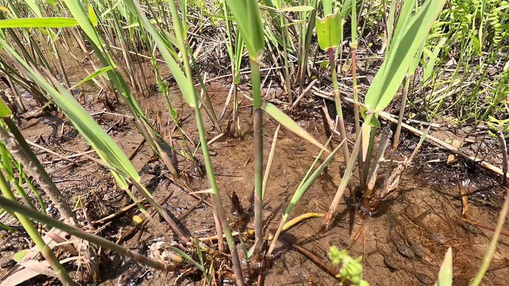 メダカの学校ならぬオタマジャクシの学校も