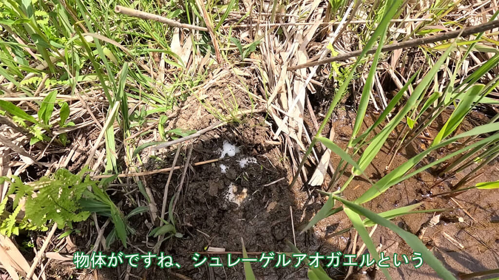 シュレーゲルアオガエルの卵を発見
