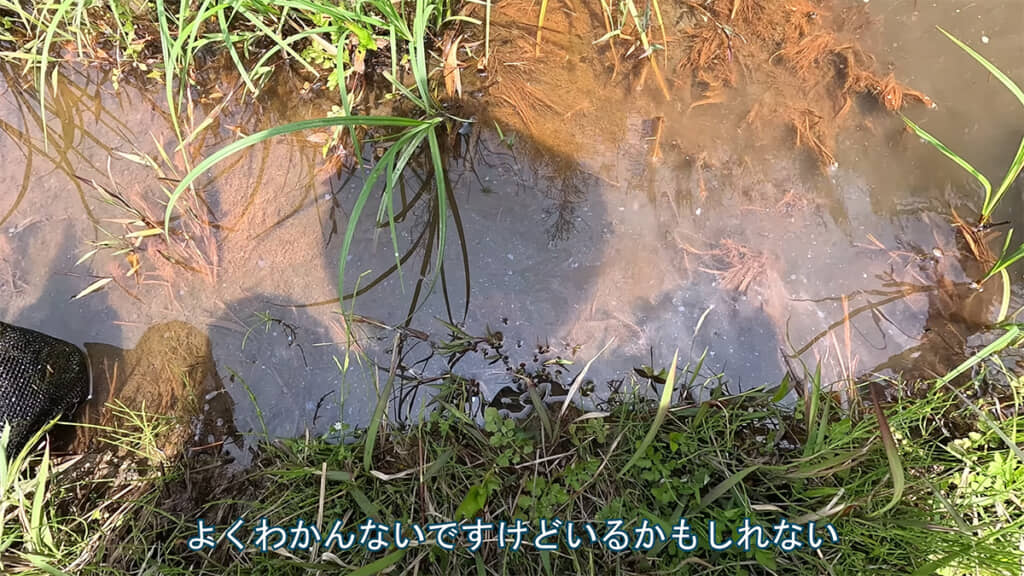 両生類から昆虫まで、さまざまな生き物が集まっているようです