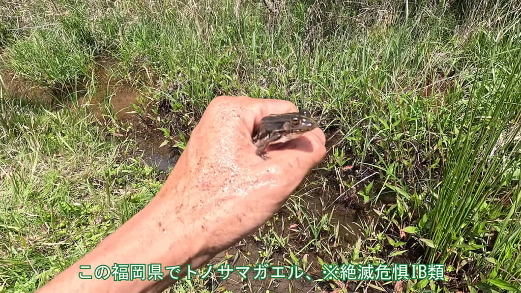 トノサマガエルを発見！