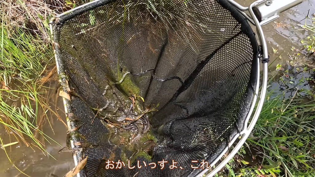 すさまじい量のイモリです