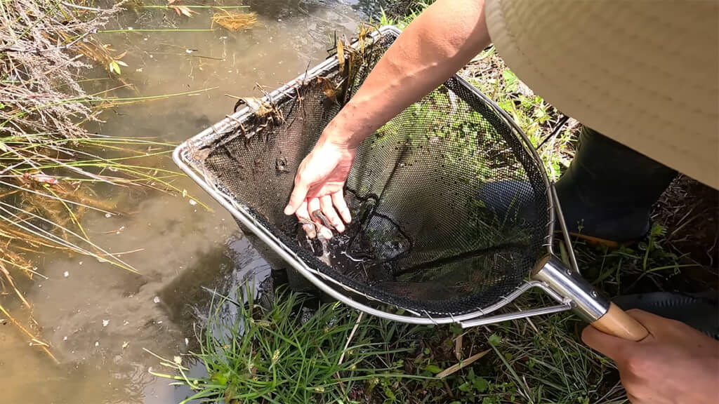 イモリがとれました！