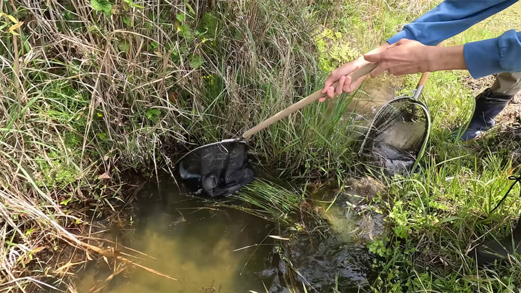福岡県某所にあるビオトープをガサガサすると