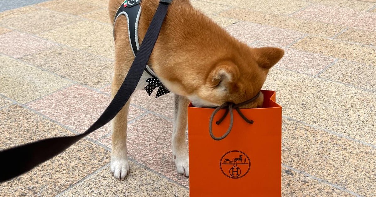 【未使用】エルメス　トランプ　犬 未使用】エルメス トランプ 犬 エルメスミニトランプ 未開封