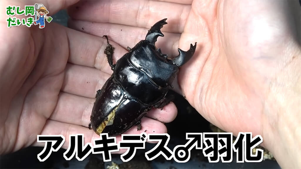 アルキデスオス羽化