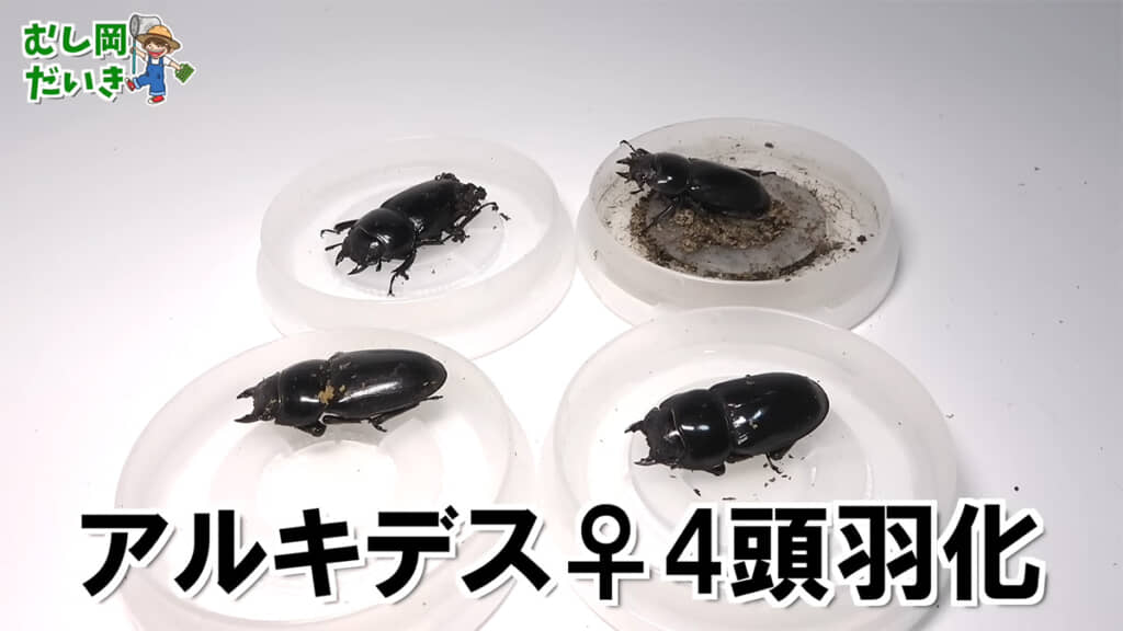 アルキデスメス4頭