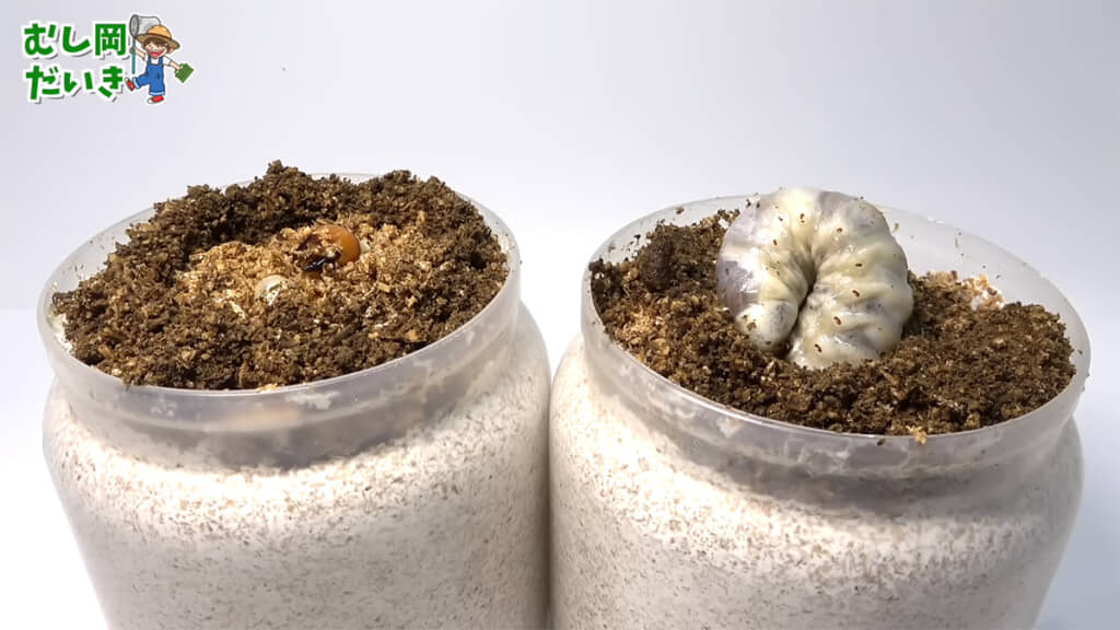 2本のボトルと幼虫