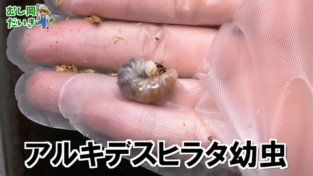 アルキデスヒラタ幼虫
