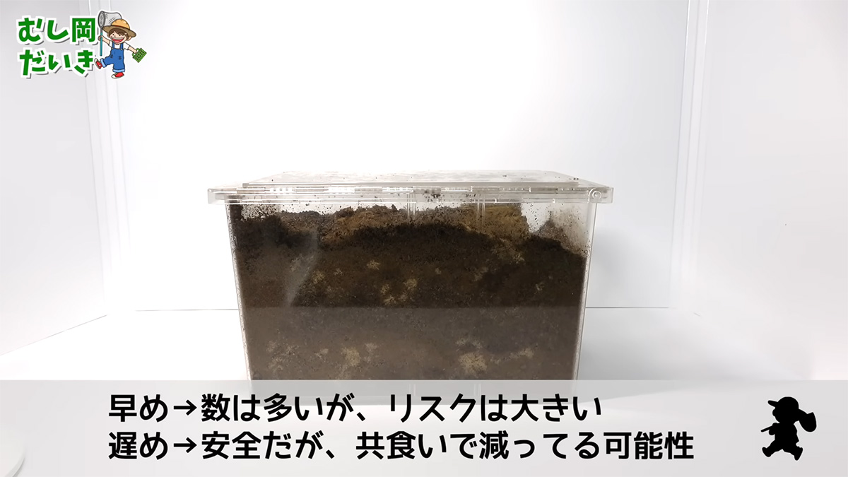 巨大な幼虫を卵から約10カ月飼育したら……　驚きの姿に「マジでカッコよくて好き」「参考になった」の声（1/3） | その他生き物 ねとらぼ