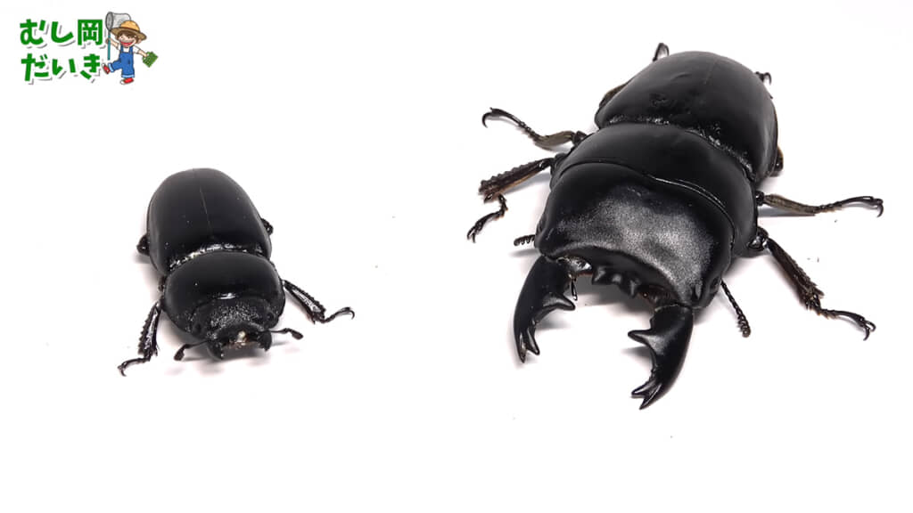 2匹のアルキデスヒラタクワガタ