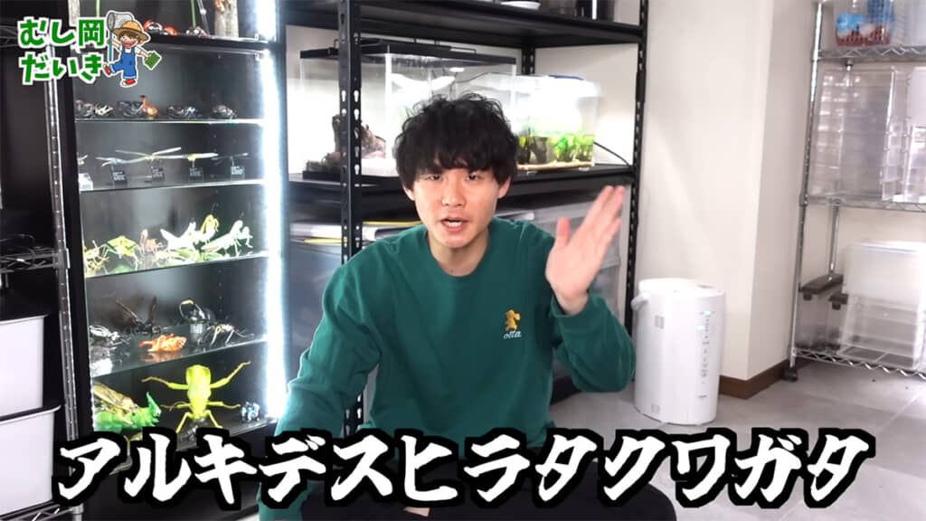 アルキデスヒラタクワガタ