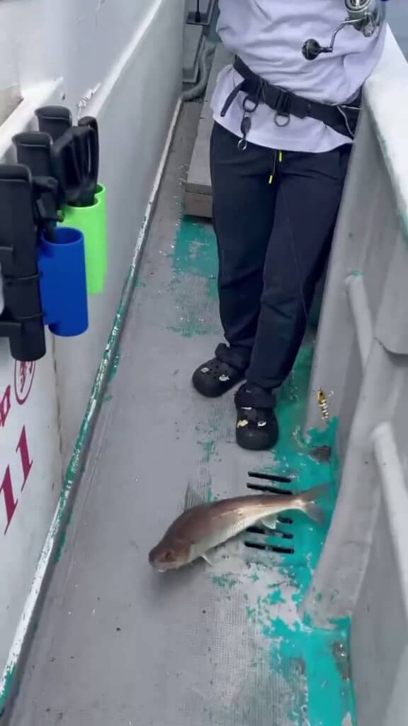 釣り上げられた大きなエソ