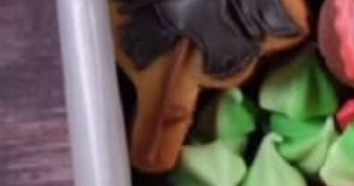 ジブリのクッキー缶→フタを開けると……　「すごおおお」予想を上回る“驚きの中身”に「もはやアートやん」と520万再生 | グルメ ねとらぼ