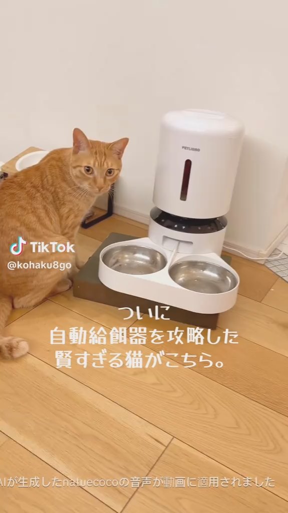 自動給餌器の前に座るコハク8号くん