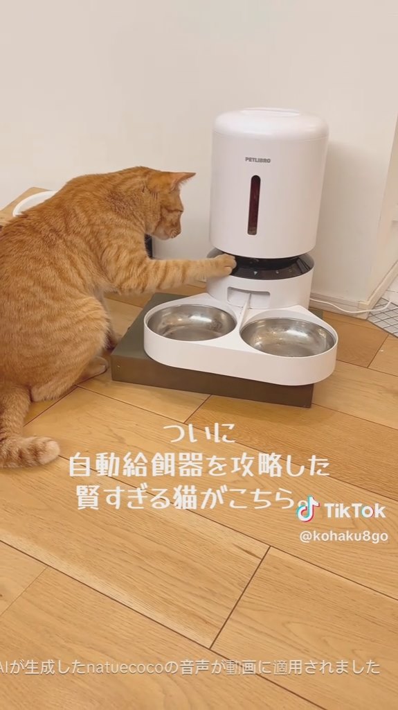 さらにぺたり