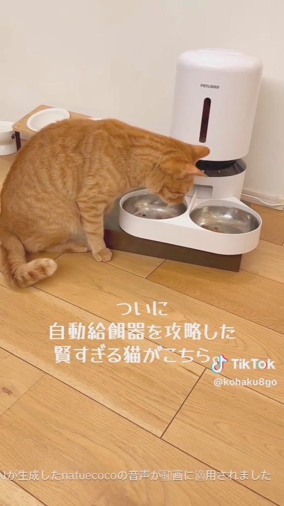 当然のように食事開始