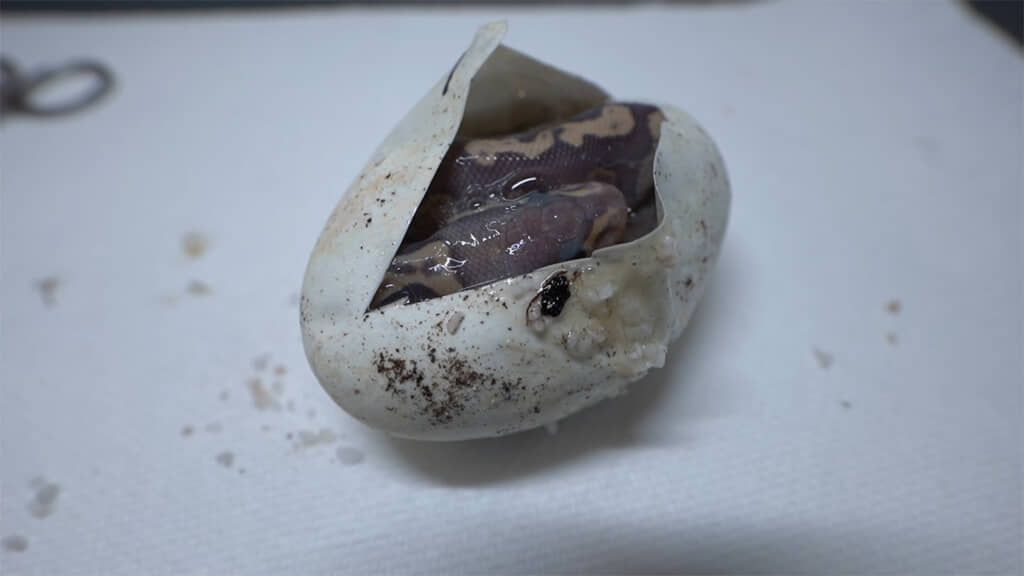 エッグカットした卵、見事な技術です