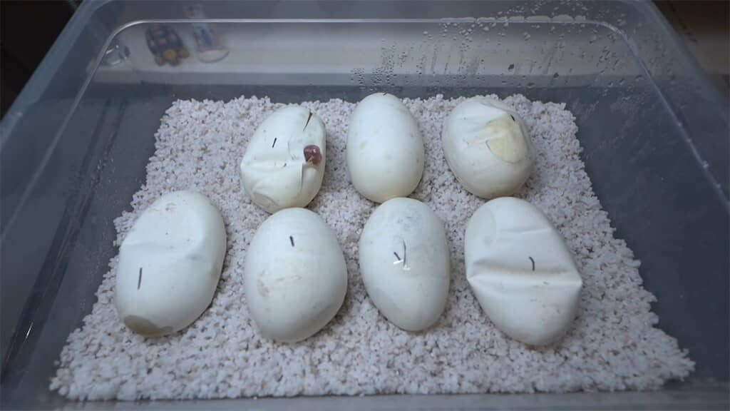 別の卵にも亀裂が入り始めました