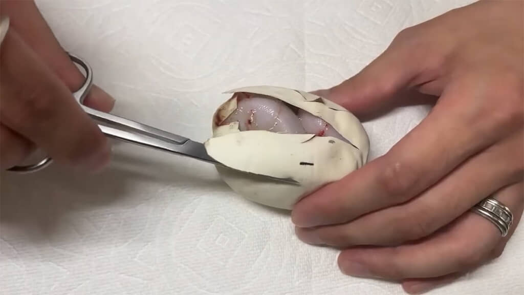 こちらもエッグカットをします