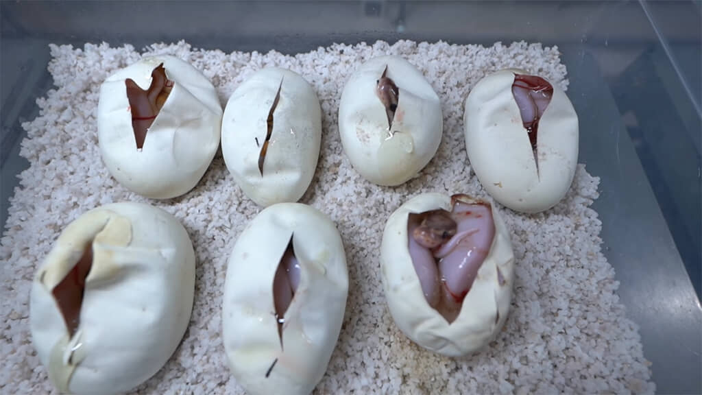 自力で出てくるまで待っていると、とんでもないことが起きたようで……？