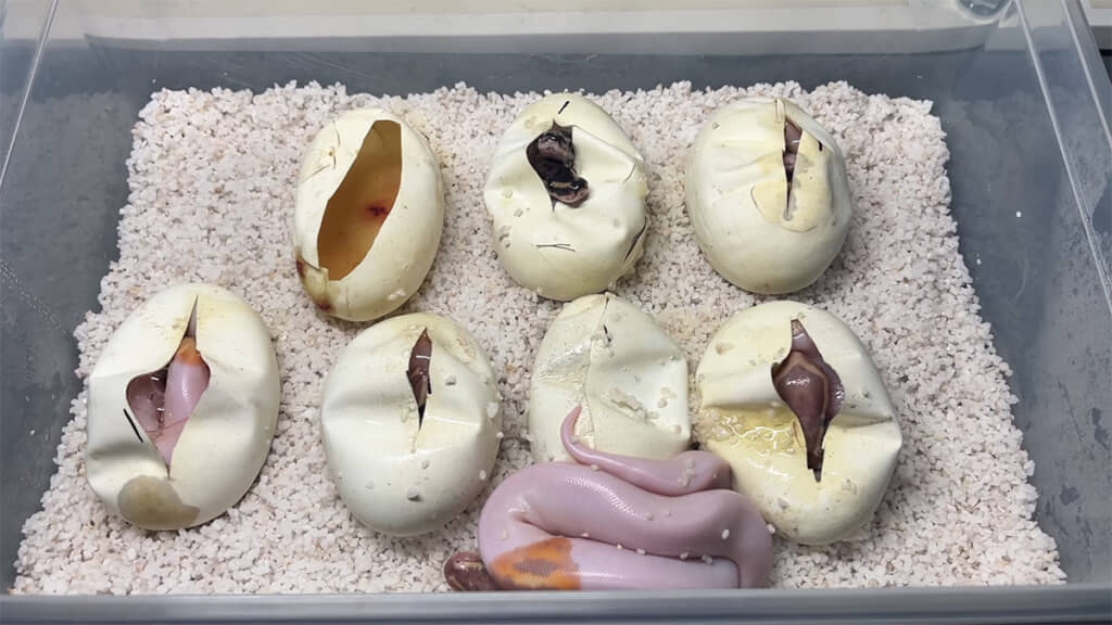 上段真ん中の卵にご注目