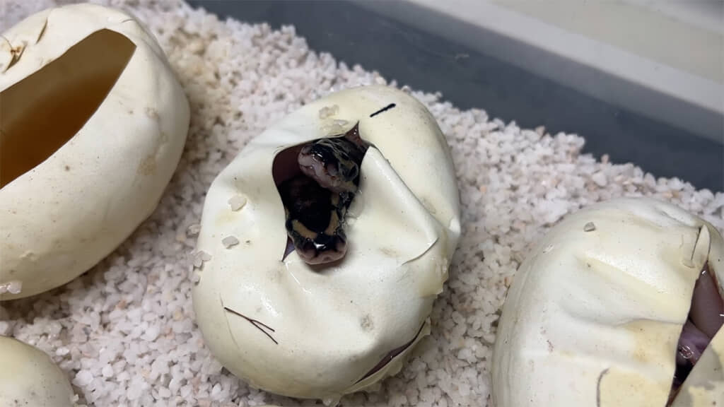 頭が2つあります……！！