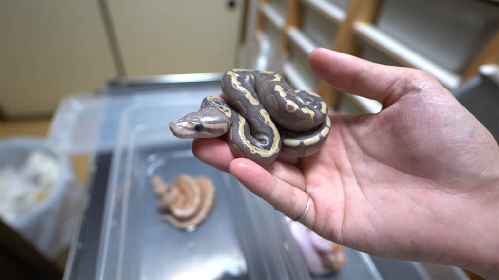3つの卵のうち、1つから生まれてきた子ヘビ