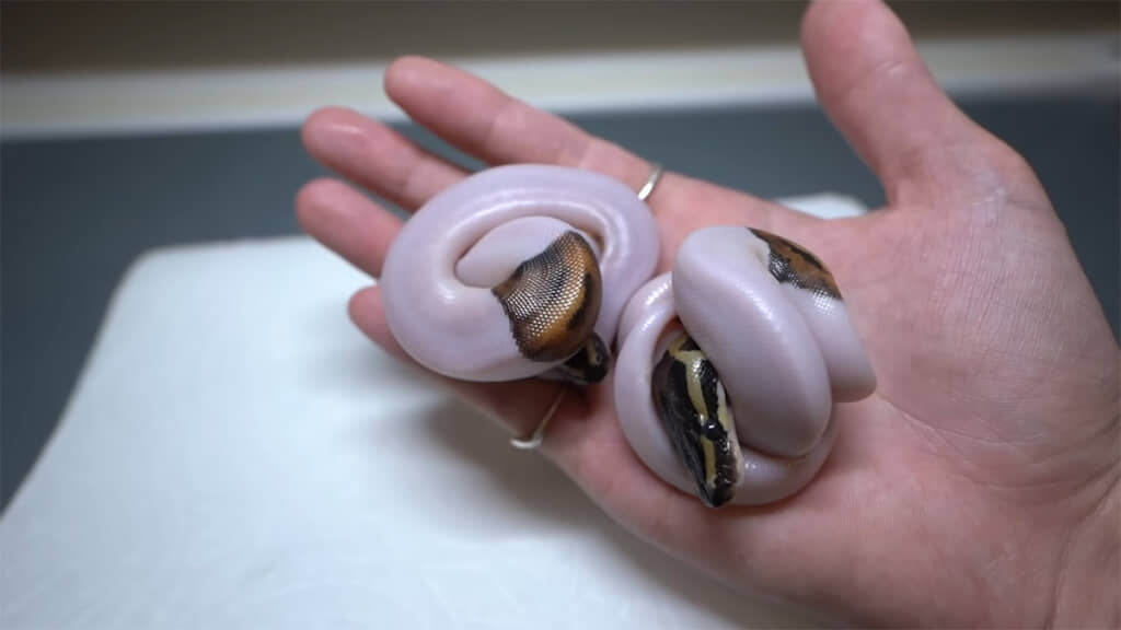 後日の双子、体はちょっぴり小さいけれど元気そうです◎