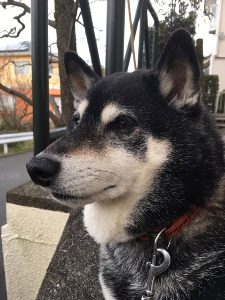 凛々しい顔つきの利休くん