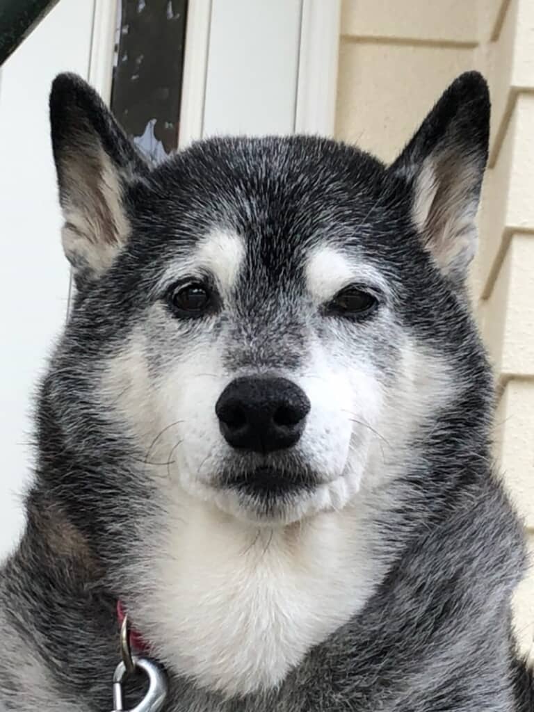 黒い毛が少しグレーがかっています