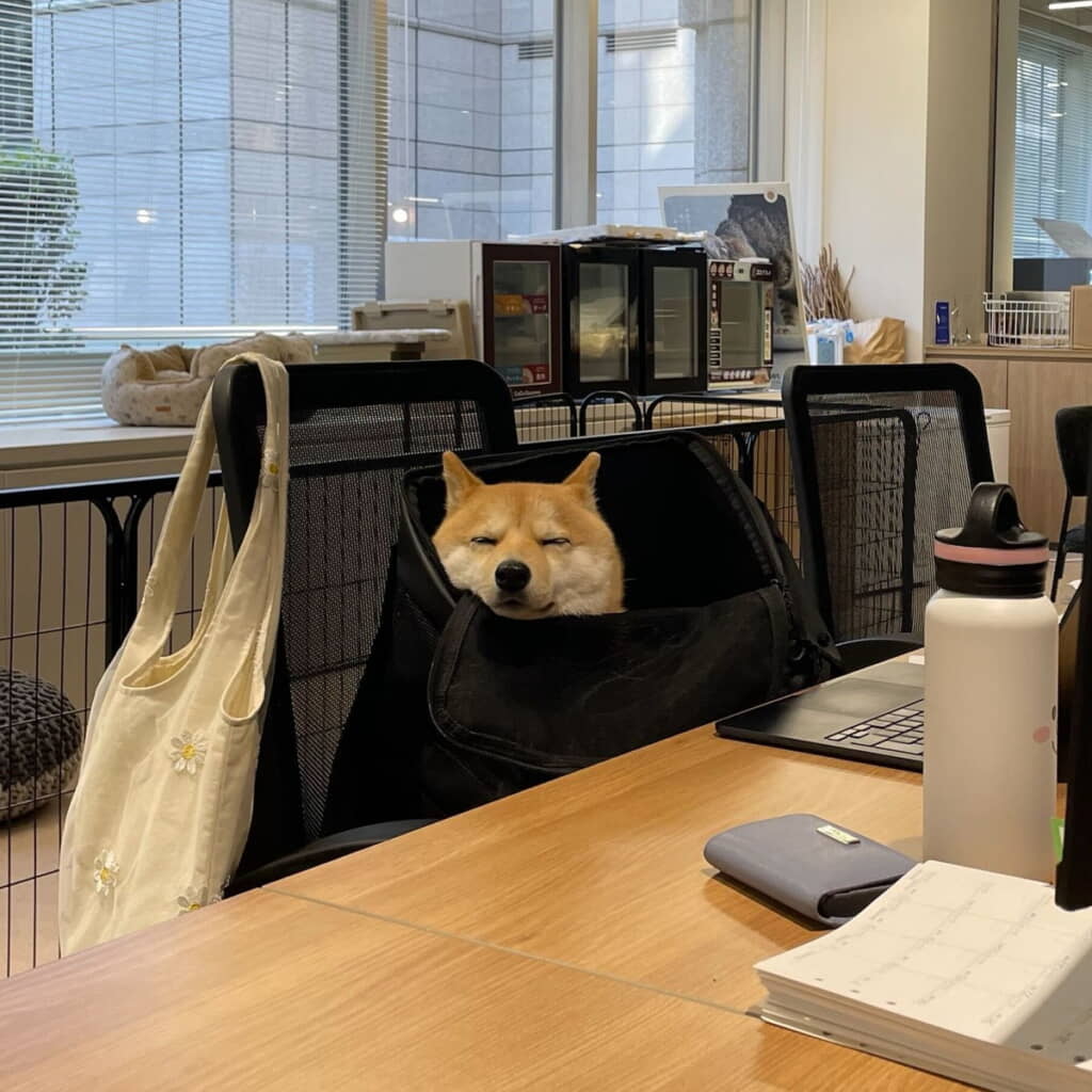 リュックの中でスヤスヤ
