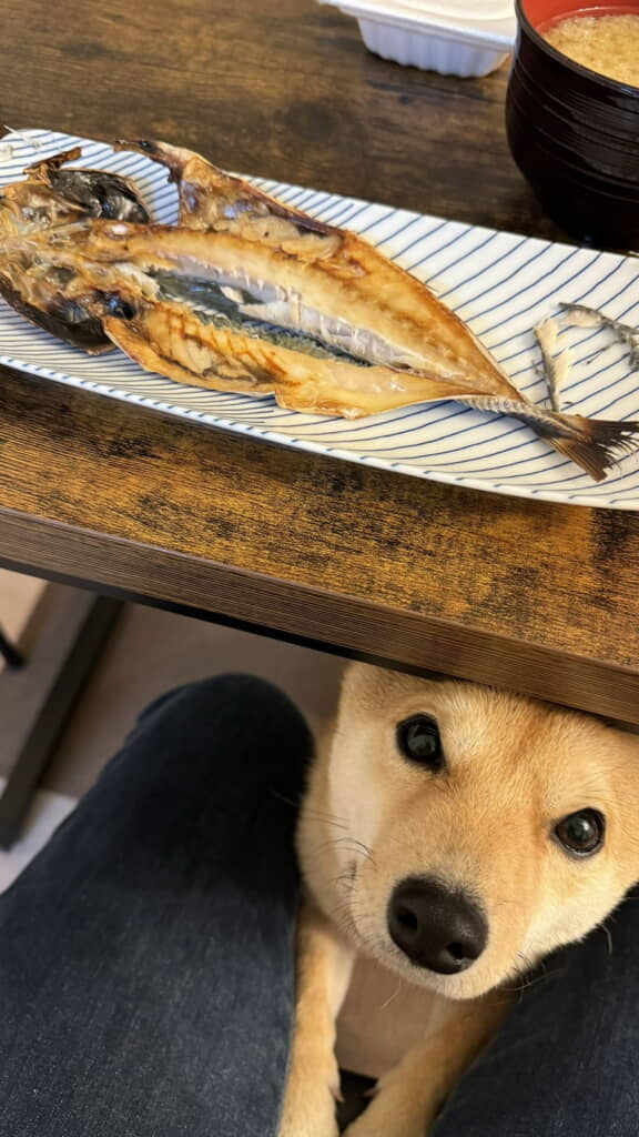 テーブル下からひょっこり