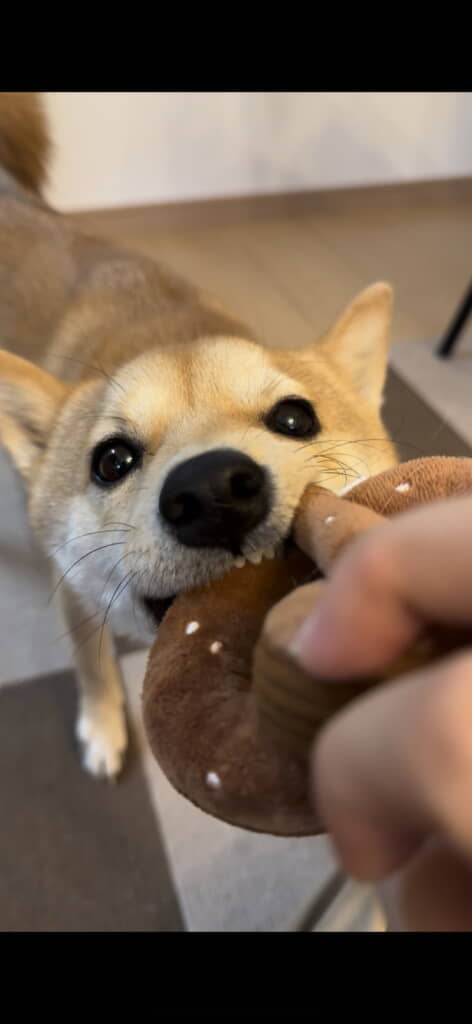 おもちゃくわえているときのキラキラの瞳
