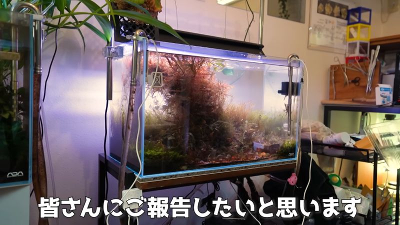 事件が起きた複数の水草を植えている水槽