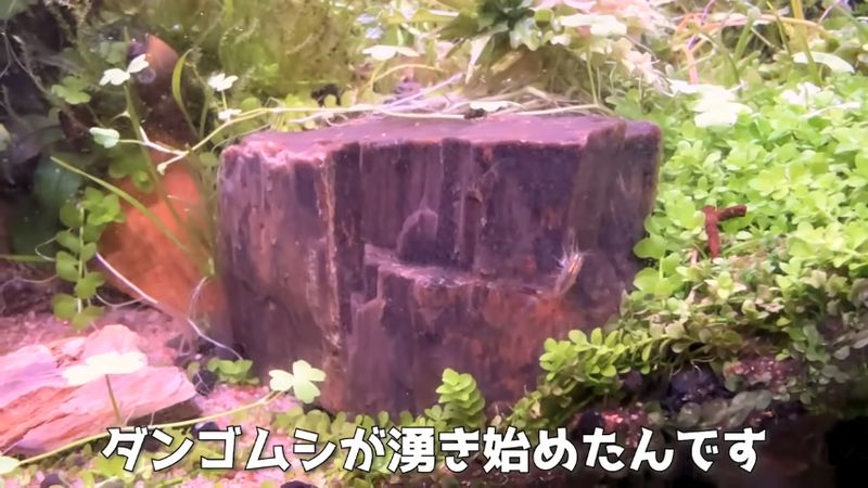 水槽内に大量発生したダンゴムシの仲間のミズムシ
