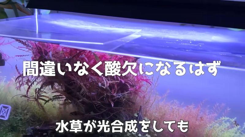 水草に光合成させつつミズムシの酸欠を狙う