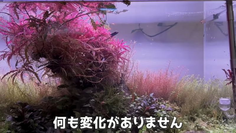 外見上は特に変化がない水草