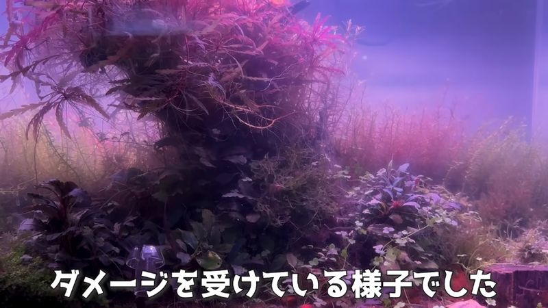 駆除作業開始から1週間が経過して傷んできた水草