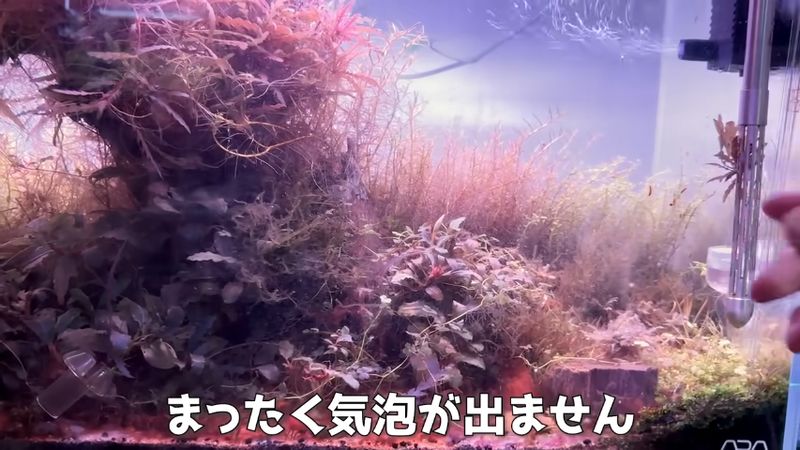 気泡が発生せず光合成していないと分かる水草のロタラ
