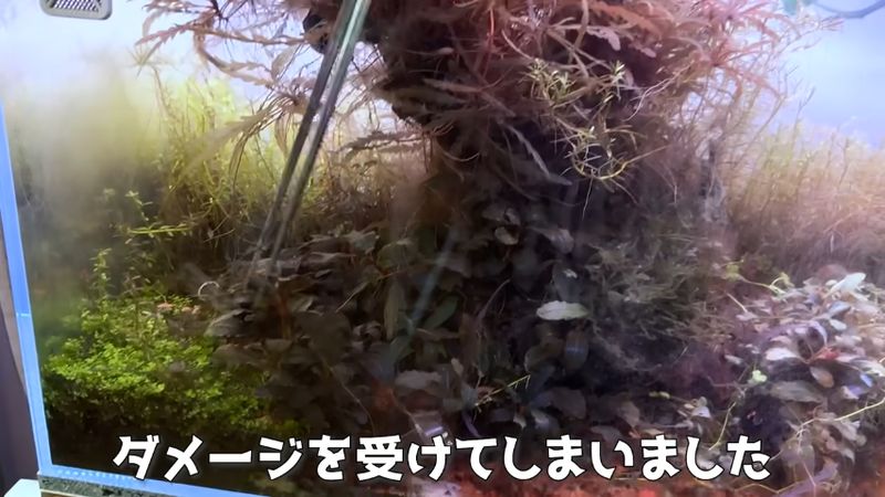 ピンセットで揺らすと簡単に壊れた水草のブセファランドラ