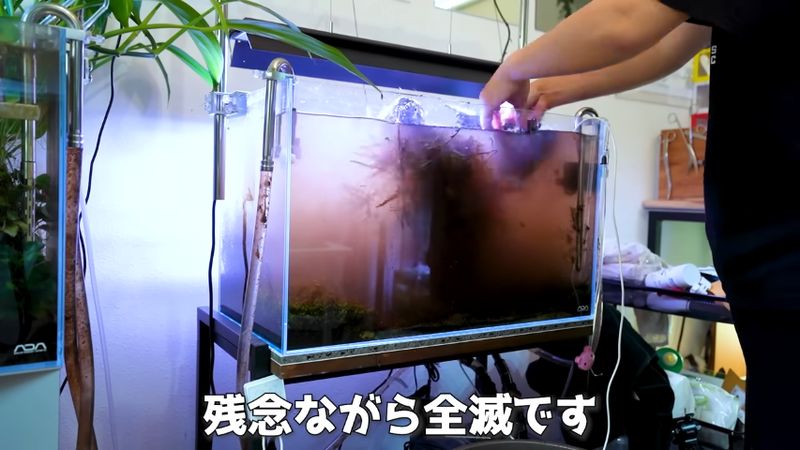 諦めて水草や土を取り出す様子