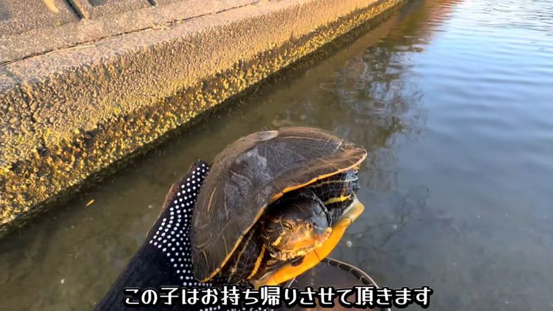 投稿者に捕まえられたアカミミガメ