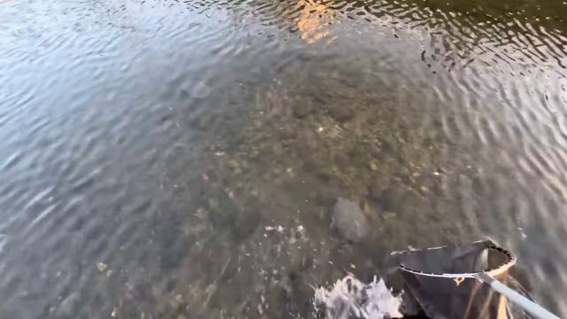 川底を歩く複数のアカミミガメ