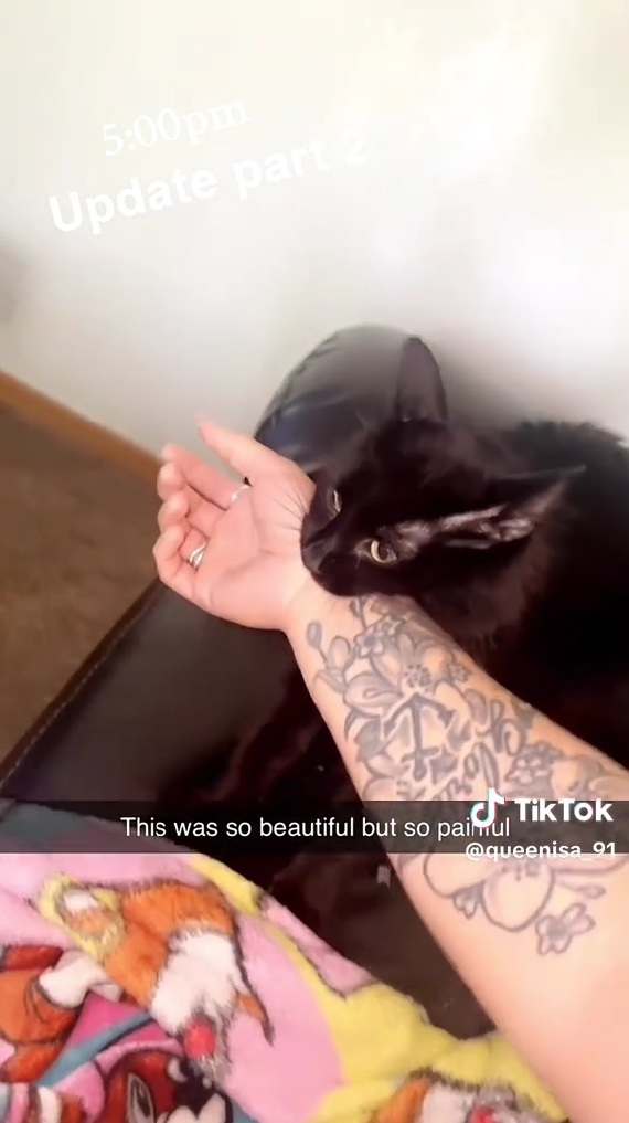 飼い主の腕を引っ張る猫