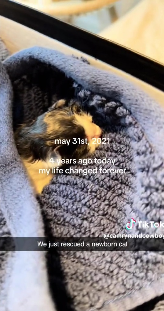 保護直後の猫ちゃん