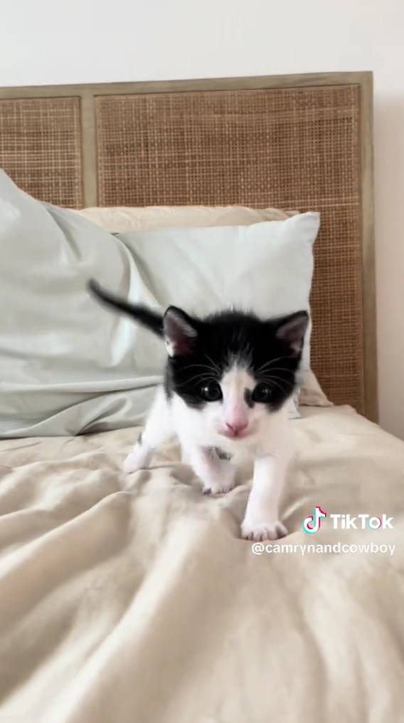 子猫時代のカウボーイ