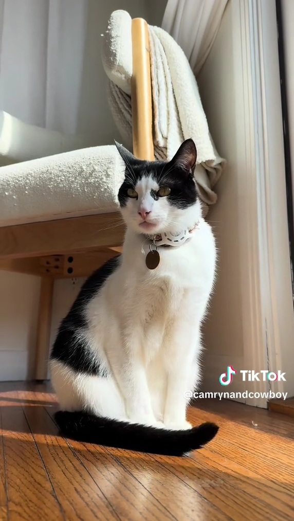 4歳になったカウボーイ