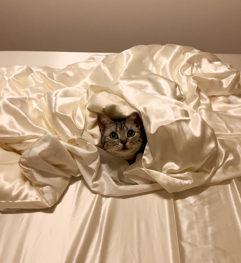 お布団カバーから出てきません
